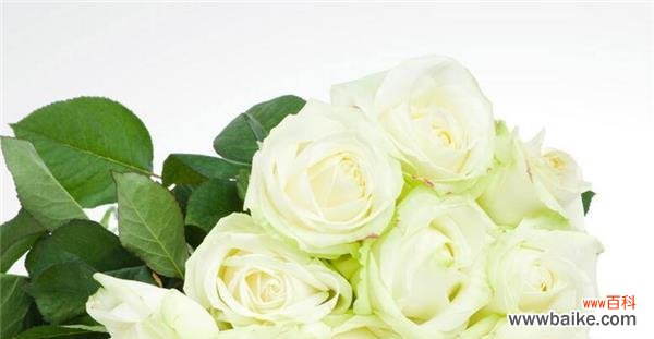 白玫瑰的象征意义是什么?代表了哪种爱情含义?