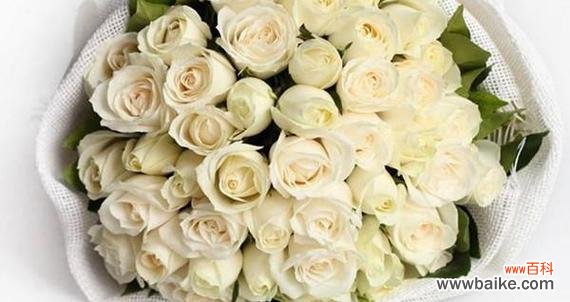 白玫瑰的象征意义是什么?代表了哪种爱情含义?