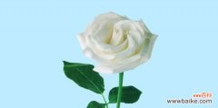 白玫瑰的象征意义是什么？代表了哪种爱情含义？