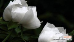 白牡丹花象征着什么？白牡丹花的寓意有哪些？