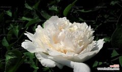 白牡丹花在风水中的寓意是什么？它有哪些作用？