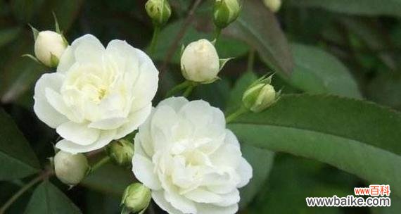 白蔷薇的花语代表什么？如何正确解读白蔷薇的含义？