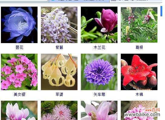 白蔷薇花语是什么意思?白蔷薇代表了哪些情感?