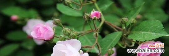 白蔷薇花语是什么意思?白蔷薇代表了哪些情感?