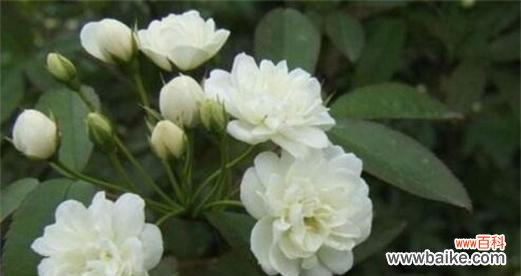 白蔷薇花语是什么意思?白蔷薇代表了哪些情感?