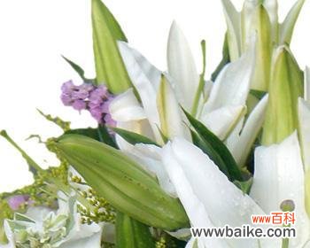 白色百合花代表什么?它的花语和寓意有哪些?