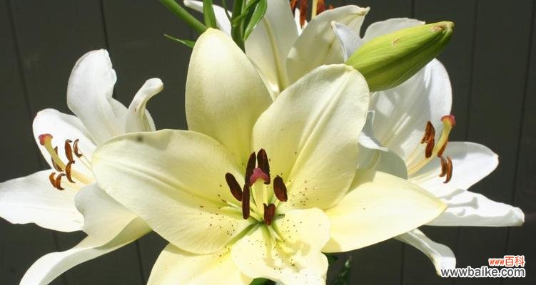 白色百合花代表什么?它的花语和寓意有哪些?