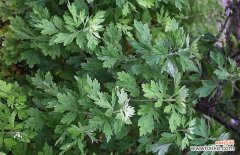 艾草泡脚多久能除湿气 艾草洗澡的功效与作用