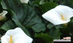 揭秘马蹄莲的功效与作用，一起来了解这个神奇的植物吧！ 探秘马蹄莲