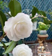 掌握茶花爱护技巧，精心呵护花后 茶花花后管理要诀