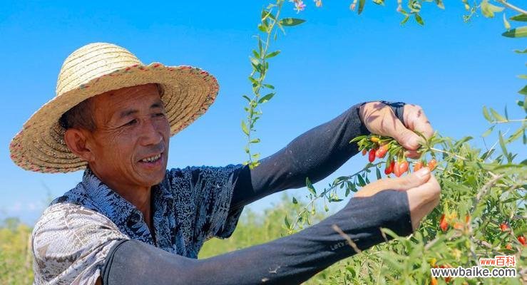 从选种到成树全面解读 枸杞树的种植方法