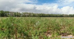 从选种到成树全面解读 枸杞树的种植方法