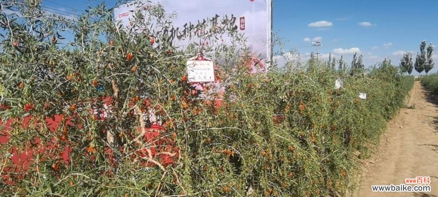 从选种到成树全面解读 枸杞树的种植方法