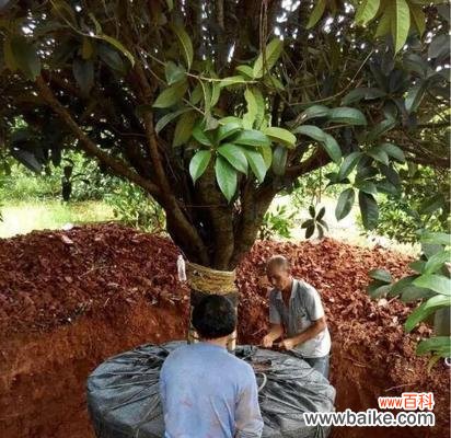 让你的金桂树成为花园亮点 金桂树养护指南