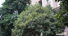 让你的金桂树成为花园亮点 金桂树养护指南