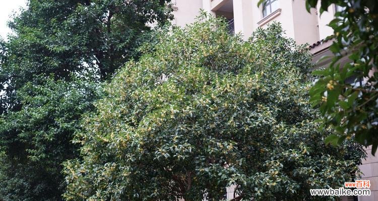 让你的金桂树成为花园亮点 金桂树养护指南