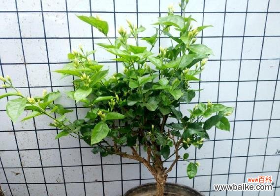 从选择苗木到管理技巧,打造美丽花园 盆栽茉莉的养殖方法