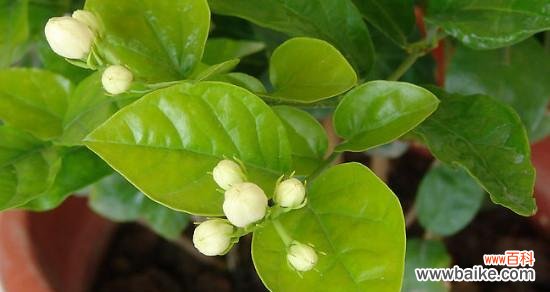 从选择苗木到管理技巧,打造美丽花园 盆栽茉莉的养殖方法