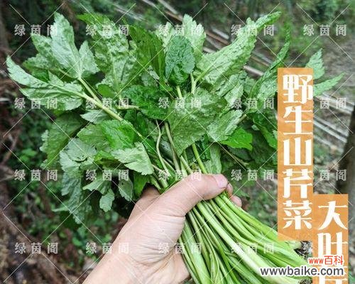 让你的大叶芹种子发芽更快更健康 大叶芹种子的处理方法