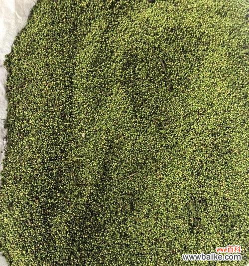 让你的大叶芹种子发芽更快更健康 大叶芹种子的处理方法