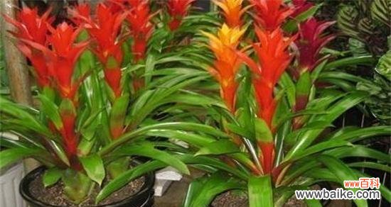 从选苗到繁殖，一步步教你养殖鸿运当头 鸿运当头养殖全攻略