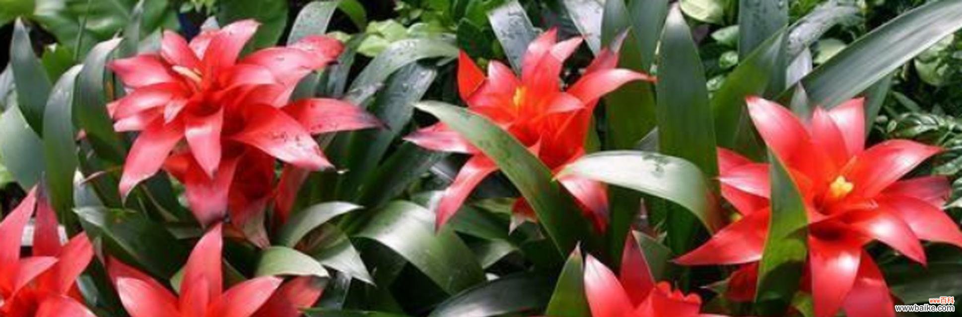 从选苗到繁殖，一步步教你养殖鸿运当头 鸿运当头养殖全攻略