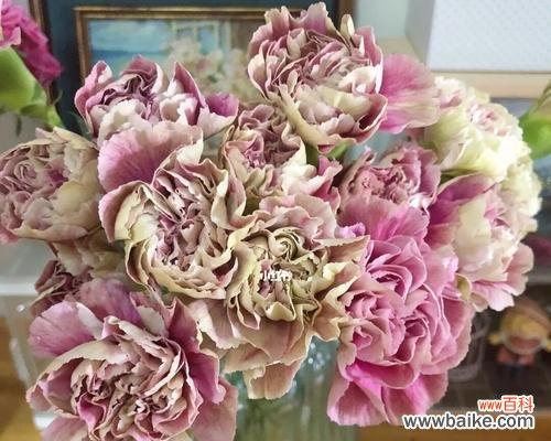 解读不同颜色的康乃馨所代表的寓意 康乃馨的颜色代表含义