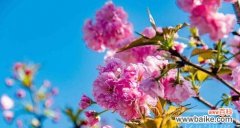 盘点花海中盛开的美丽色彩 春之花