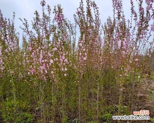 如何成功种植榆叶梅？ 榆叶梅的种植方法详解