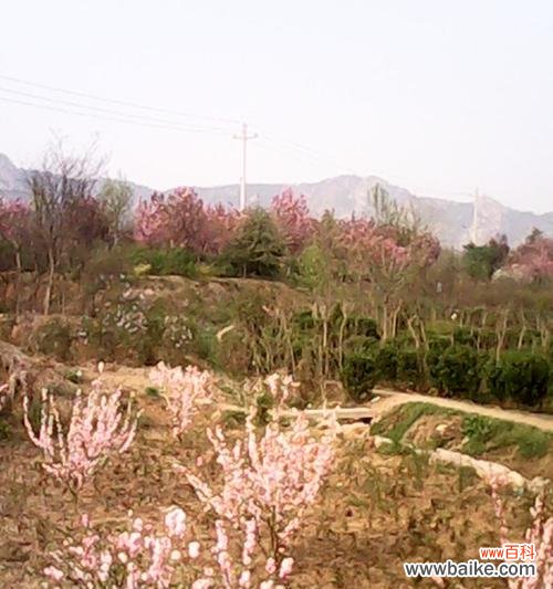 如何成功种植榆叶梅？ 榆叶梅的种植方法详解