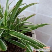 打造清新宜人的家居空间 吊兰花的完美养殖方法