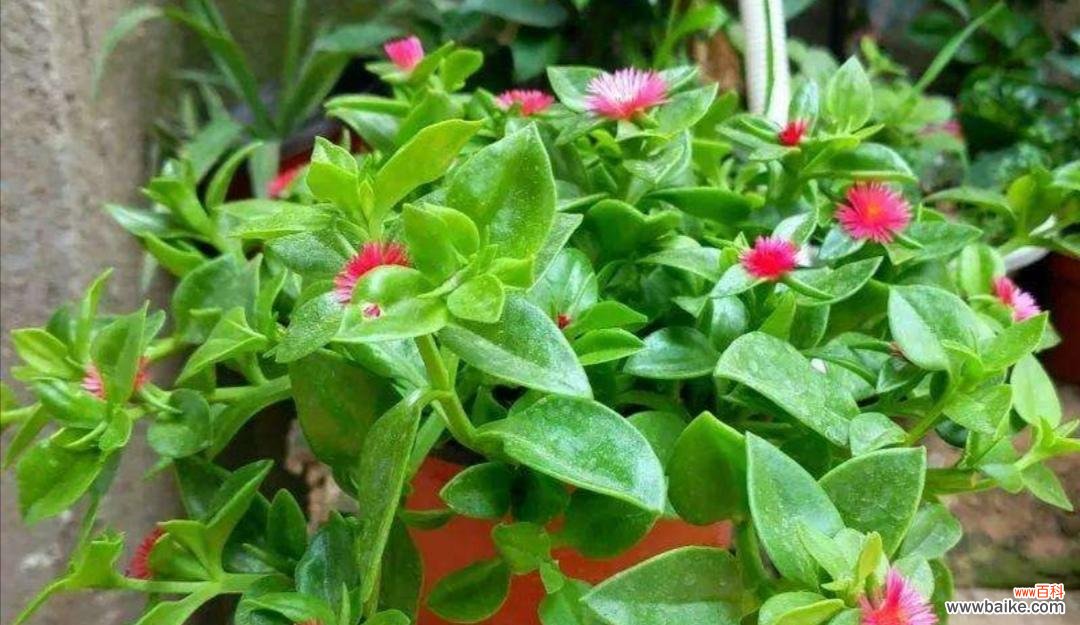 打造清新宜人的家居空间 吊兰花的完美养殖方法