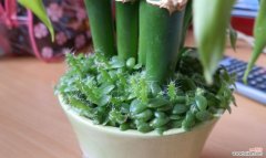 探秘世界上最危险的植物群体，你见过几种？ 那些“刺”人的植物