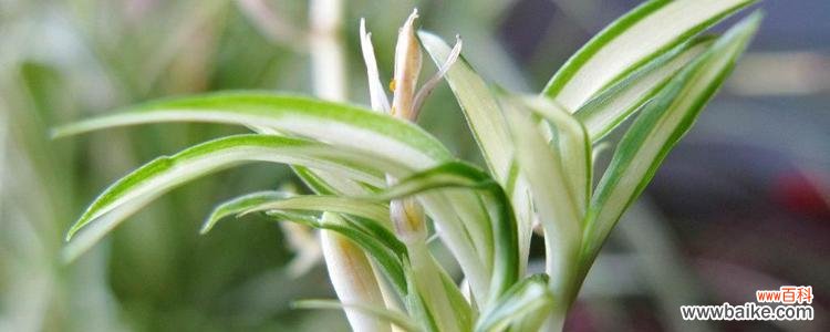 打造叶面绿意盎然的美丽家居 银边吊兰养护全攻略