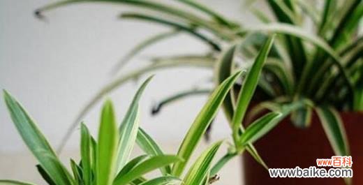 打造叶面绿意盎然的美丽家居 银边吊兰养护全攻略