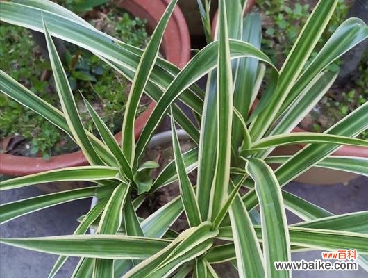 打造叶面绿意盎然的美丽家居 银边吊兰养护全攻略