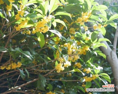 注意事项和技巧 如何种植健康的桂花树？