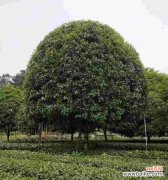 注意事项和技巧 如何种植健康的桂花树？