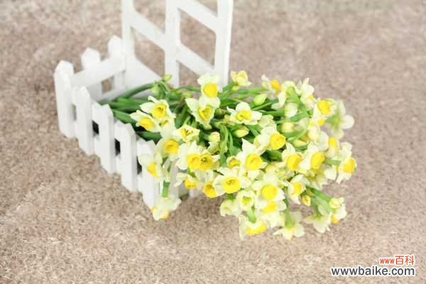 水仙疯长怎么办