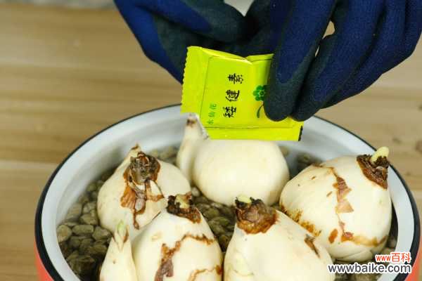 水仙疯长怎么办