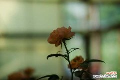 月季新叶子卷曲萎蔫