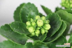 长寿花花苞变蔫萎缩怎么办