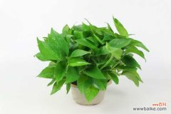 绿萝叶子发黑怎样救治