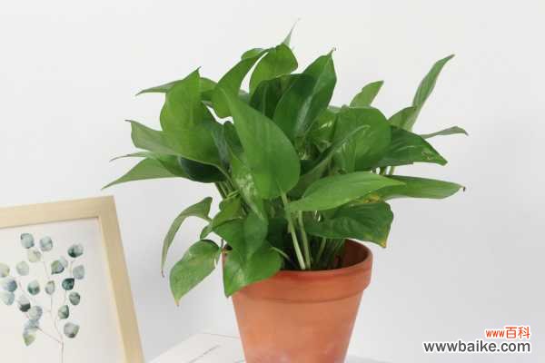 绿萝叶子发黑怎样救治