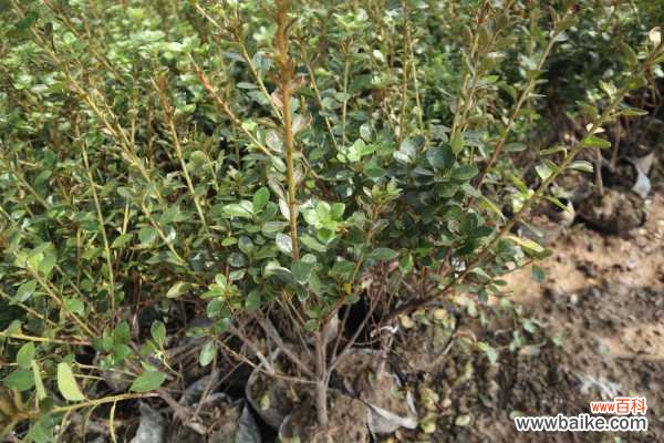 杜鹃花叶子发黑干枯的原因