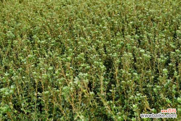 杜鹃花叶子发黑干枯的原因