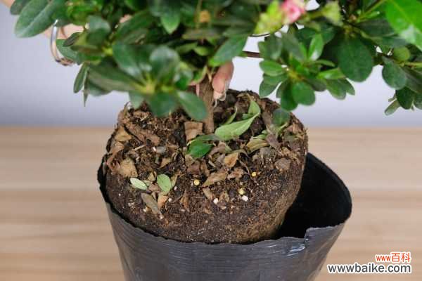 杜鹃花叶子发黑干枯的原因