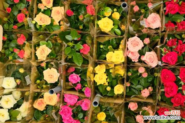 月季掉叶子怎么处理