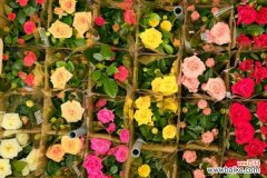 月季掉叶子怎么处理