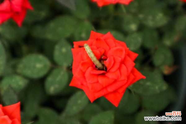 月季掉叶子怎么处理